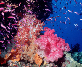 Coral Farming: Sustainable or Risky?